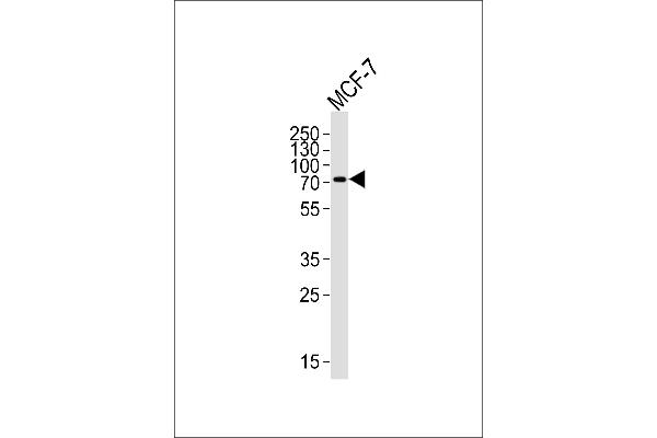 KLC2 抗体  (N-Term)