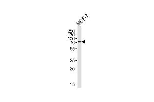 Western blot analysis of lysate from MCF-7 cell line, using KLC2 Antibody (N-term) (ABIN656175 and ABIN2845505). (KLC2 抗体  (N-Term))
