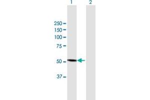 Western Blot analysis of CYP3A4 expression in transfected 293T cell line by CYP3A4 MaxPab polyclonal antibody. (CYP3A4 抗体  (AA 1-503))