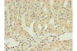 Immunohistochemistry of paraffin-embedded human adrenal gland tissue using ABIN7168614 at dilution of 1:100 (SCARB1 抗体  (AA 33-443))