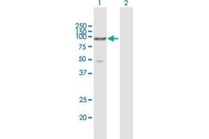 Western Blot analysis of MCM5 expression in transfected 293T cell line by MCM5 MaxPab polyclonal antibody. (MCM5 抗体  (AA 1-734))