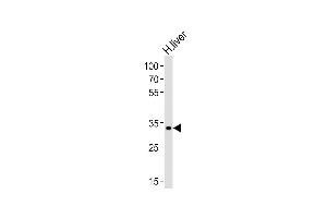 Leucine Rich Transmembrane and 0-Methyltransferase Domain Containing (LRTOMT) (AA 2-36), (N-Term) 抗体