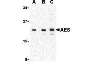 Western Blotting (WB) image for anti-Amino-terminal Enhancer of Split (AES) (C-Term) antibody (ABIN1030224) (AES 抗体  (C-Term))