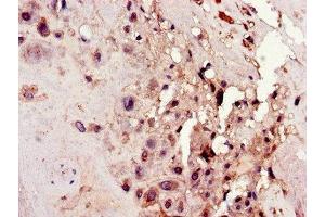 Immunohistochemistry of paraffin-embedded human placenta tissue using ABIN7162131 at dilution of 1:100 (Uncharacterized Protein C4orf26 (ODAPH) (AA 24-130) 抗体)