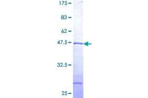 UBE2G2 Protein (AA 1-165) (GST tag)