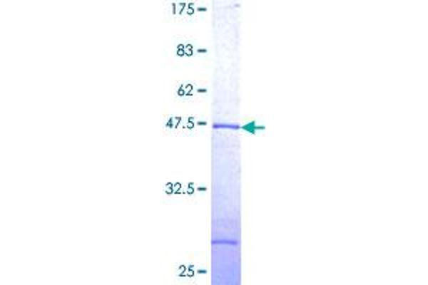 UBE2G2 Protein (AA 1-165) (GST tag)