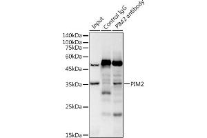 Immunoprecipitation analysis of 300 μg extracts of Raji cells using 3 μg PIM2 antibody (ABIN7269725). (PIM2 抗体)