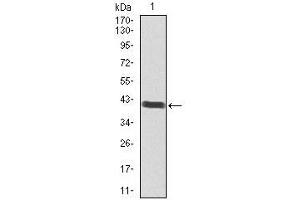 Western blot analysis using POU3F2 mAb against human POU3F2 recombinant protein. (POU3F2 抗体  (AA 214-362))