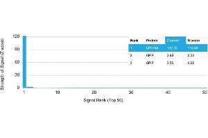 Analysis of Protein Array containing >19,000 full-length human proteins using EpCAM Mouse Monoclonal Antibody (EGP40/1373) Z- and S- Score: The Z-score represents the strength of a signal that a monoclonal antibody (MAb) (in combination with a fluorescently-tagged anti-IgG secondary antibody) produces when binding to a particular protein on the HuProtTM array. (EpCAM 抗体  (Extracellular Domain))