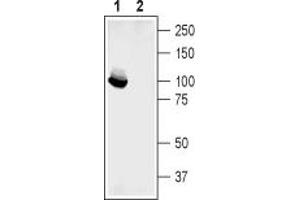 Western blot analysis of mouse brain lysate:1.