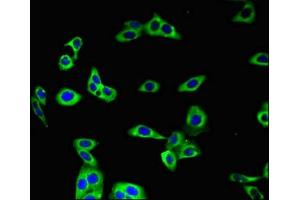 Immunofluorescent analysis of HepG2 cells using ABIN7144511 at dilution of 1:100 and Alexa Fluor 488-congugated AffiniPure Goat Anti-Rabbit IgG(H+L) (AQP3 抗体  (AA 210-244))