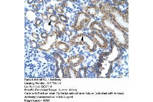 Human kidney (LMYC 抗体  (Middle Region))
