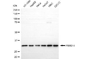 Western blotting analysis using PSMD14 antibody (ABIN7799948).