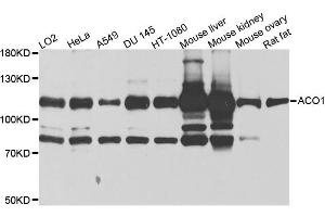 Western blot analysis of extracts of various cell lines, using ACO1 antibody (ABIN5995389) at 1/1000 dilution. (Aconitase 1 抗体)