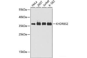 Western blot analysis of extracts of various cell lines using KHDRBS2 Polyclonal Antibody at dilution of 1:1000. (KHDRBS2 抗体)