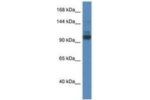 Image no. 1 for anti-SEC31 Homolog A (SEC31A) (AA 110-159) antibody (ABIN6746400) (SEC31A 抗体  (AA 110-159))