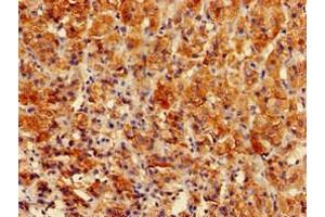 Immunohistochemistry of paraffin-embedded human adrenal gland tissue using ABIN7154155 at dilution of 1:100 (GPAM 抗体  (AA 281-459))