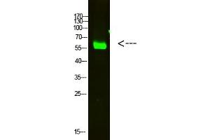 Western Blot analysis of HELA cells using primary antibody diluted at 1:2000 (4 °C overnight).
