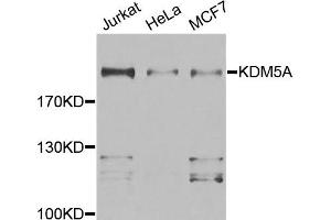 Western blot analysis of extracts of various cell lines, using KDM5A antibody. (KDM5A 抗体)