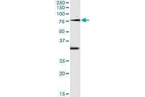 Immunoprecipitation of OXSR1 transfected lysate using anti-OXSR1 monoclonal antibody and Protein A Magnetic Bead , and immunoblotted with OXSR1 MaxPab rabbit polyclonal antibody. (OXSR1 抗体  (AA 351-450))
