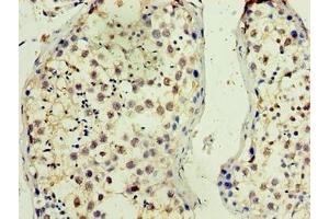 Immunohistochemistry of paraffin-embedded human testis tissue using ABIN7165288 at dilution of 1:100