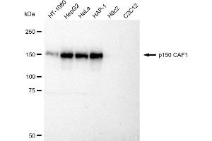 Western blotting analysis using p150 CAF1 antibody (ABIN7798058).