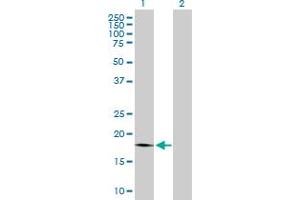 Western Blot analysis of PTP4A1 expression in transfected 293T cell line by PTP4A1 MaxPab polyclonal antibody. (PTP4A1 抗体  (AA 1-173))