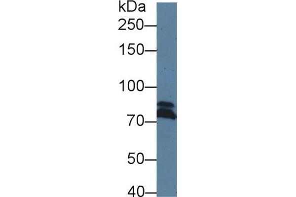DICER1 anticorps  (AA 6-290)