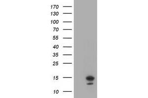 Western Blotting (WB) image for anti-LSM1 Homolog, U6 Small Nuclear RNA Associated (LSM1) (AA 1-133) antibody (ABIN1490575)