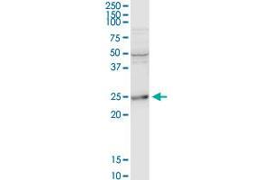 BCAP29 MaxPab rabbit polyclonal antibody. (BCAP29 抗体  (AA 1-241))