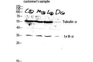Western Blot (WB) analysis of customer's sample lysis using Tubulin alpha antibody. (alpha Tubulin 抗体  (C-Term))