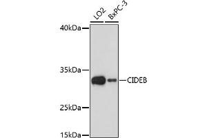 Western blot analysis of extracts of various cell lines, using CIDEB antibody (ABIN7266244) at 1:1000 dilution. (CIDEB 抗体  (AA 80-160))