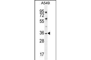 KCNK1 Antibody (C-term) (ABIN656119 and ABIN2845458) western blot analysis in A549 cell line lysates (35 μg/lane). (KCNK1 抗体  (C-Term))
