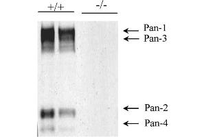 anti-Olfactomedin 1 (OLFM1) (AA 131-150), (pan) antibody
