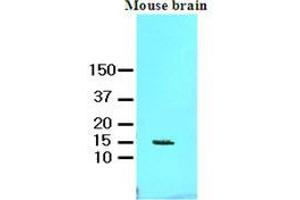 Western Blotting (WB) image for anti-Fatty Acid Binding Protein 7, Brain (FABP7) (AA 1-132), (N-Term) antibody (ABIN336108)