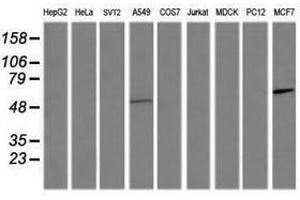 Image no. 4 for anti-Chaperonin Containing TCP1, Subunit 8 (Theta)-Like 2 (CCT8L2) antibody (ABIN1497480) (CCT8L2 抗体)