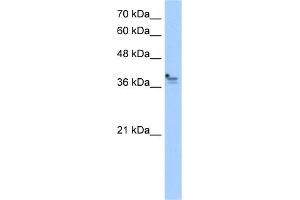 WB Suggested Anti-PCMTD1 Antibody Titration:  2. (PCMTD1 抗体  (Middle Region))