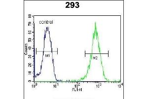 LARP6 Antibody (N-term) (ABIN654784 and ABIN2844464) flow cytometric analysis of 293 cells (right histogram) compared to a negative control cell (left histogram). (LARP6 抗体  (N-Term))