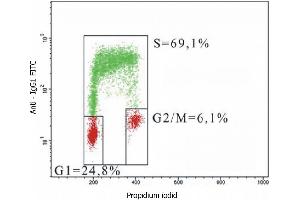 Flow cytometry analysis of 5-bromodeoxyuridin (BrdU) incorporation in CEM human acute lymphoblastic leukemia cell line using purified anti-5-bromodeoxyuridin (MoBu-1) (detection by Goat anti-mouse IgG1 FITC). (BrdU 抗体)