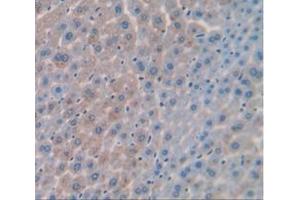 IHC-P analysis of Mouse Tissue, with DAB staining. (PCK1 抗体  (AA 312-563))