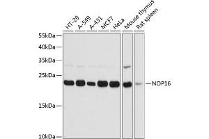 Western blot analysis of extracts of various cell lines, using NOP16 antibody  at 1:3000 dilution. (NOP16 抗体  (AA 1-178))