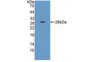 Western blot analysis of recombinant Mouse FAPa.