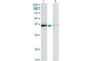 Western Blot analysis of HNRNPA1 expression in transfected 293T cell line by HNRPA1 monoclonal antibody (M02), clone 2E6.