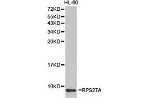 Western Blotting (WB) image for anti-Ribosomal Protein S27a (RPS27A) antibody (ABIN1874657) (RPS27A 抗体)