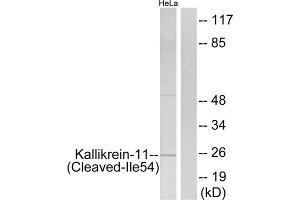 Western blot analysis of extracts from HeLa cells, treated with etoposide (25uM, 24hours), using Kallikrein-11 (Cleaved-Ile54) antibody. (Kallikrein 11 抗体  (Cleaved-Ile54))