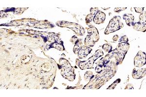 Detection of NEU in Human Placenta Tissue using Polyclonal Antibody to Neuraminidase (NEU) (NEU1 抗体  (AA 47-415))