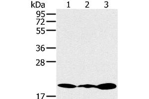 Western Blot analysis of Jurkat, 231 and K562 cell using RNF5 Polyclonal Antibody at dilution of 1:200 (RNF5 抗体)