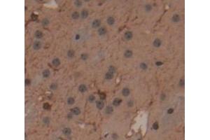 IHC-P analysis of Mouse Tissue, with DAB staining. (MSTO1 抗体  (AA 13-363))