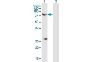Western Blot analysis of CHRM3 expression in transfected 293T cell line by CHRM3 MaxPab polyclonal antibody. (CHRM3 抗体  (AA 1-590))