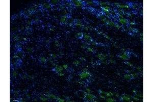 Immunohistochemistry (IHC) image for anti-Transient Receptor Potential Cation Channel, Subfamily V, Member 1 (TRPV1) (AA 605-619), (C616S), (Extracellular) antibody (Atto 488) (ABIN7043839)